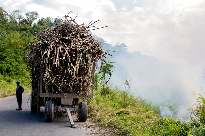Sugar Cane Harvest