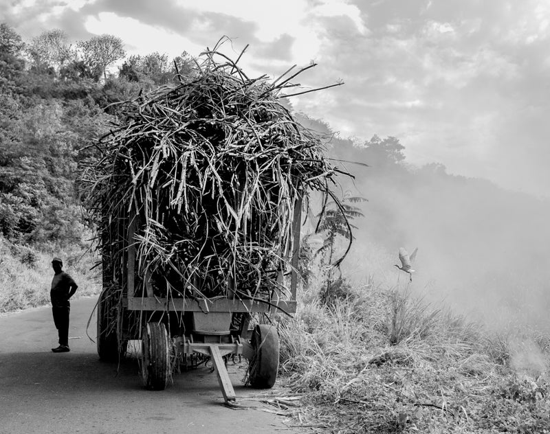 Sugar Cane Harvest B&W