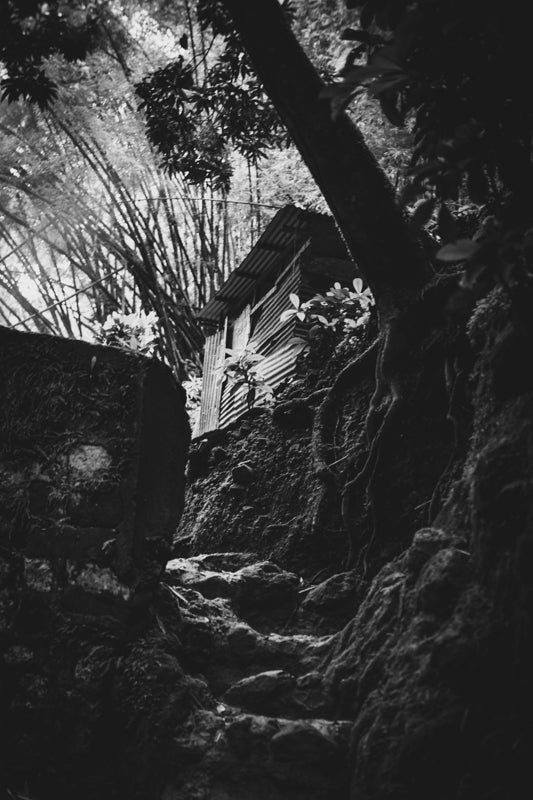 Bamboo Lane (B&amp;W)